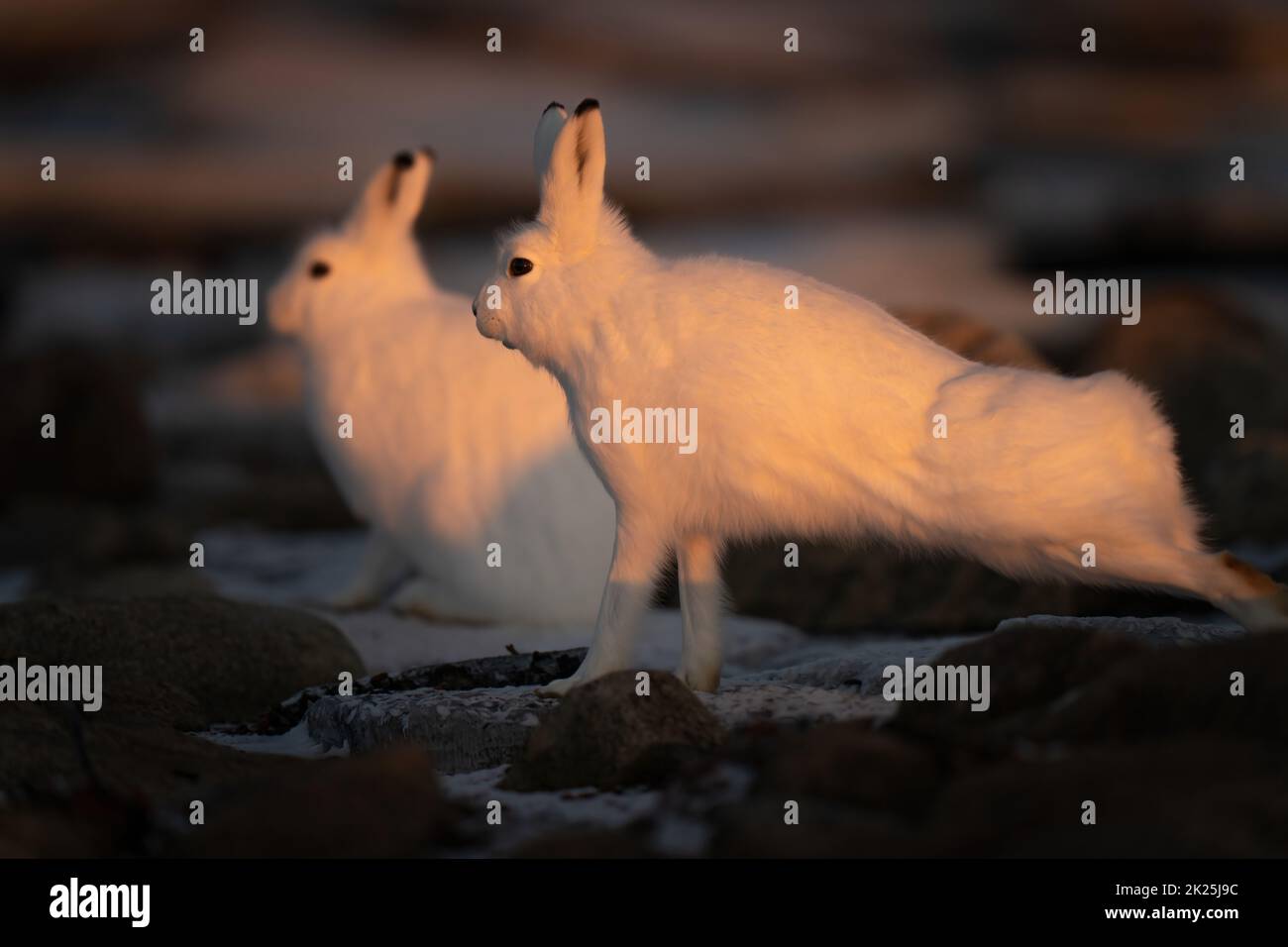 Der Arktische Hase zieht sich bei Sonnenuntergang an einem anderen vorbei Stockfoto