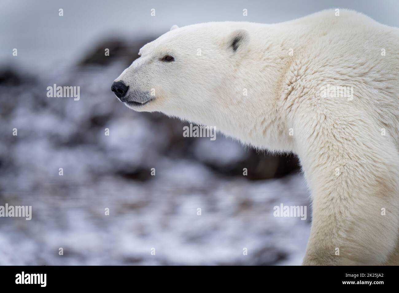 Nahaufnahme des Eisbären, der nach links zeigt Stockfoto