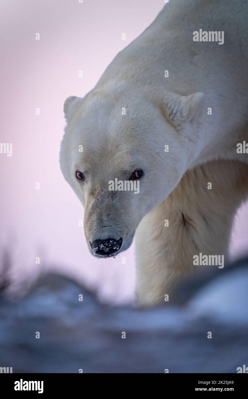 Nahaufnahme des Eisbären mit verschneiten Schnauzen Stockfoto