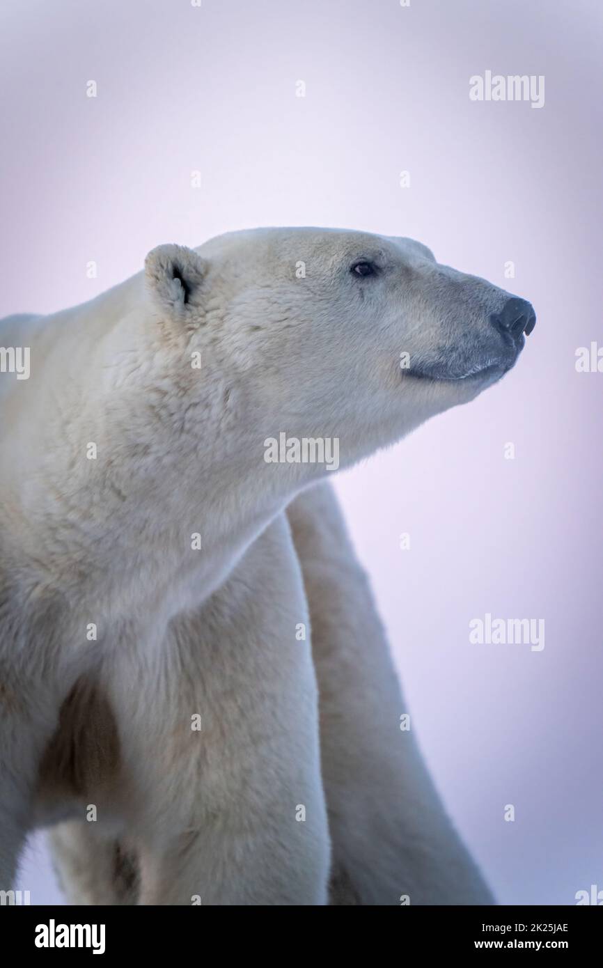 Nahaufnahme eines Eisbären, der den Kopf nach oben hält Stockfoto
