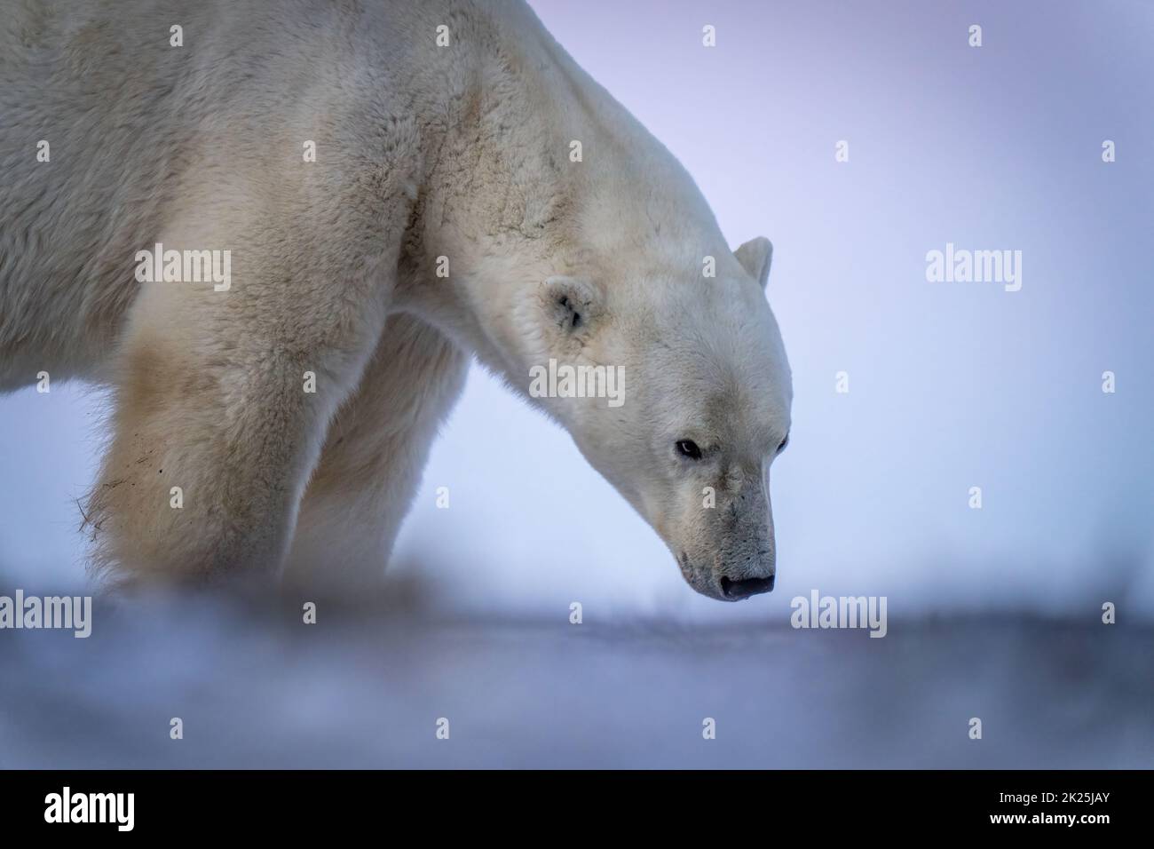 Nahaufnahme des Eisbären, der auf schnüffelndem Boden steht Stockfoto