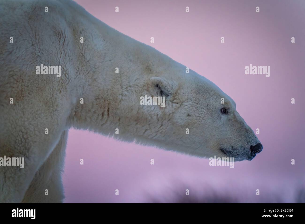 Nahaufnahme des Eisbären mit violettem Himmel Stockfoto