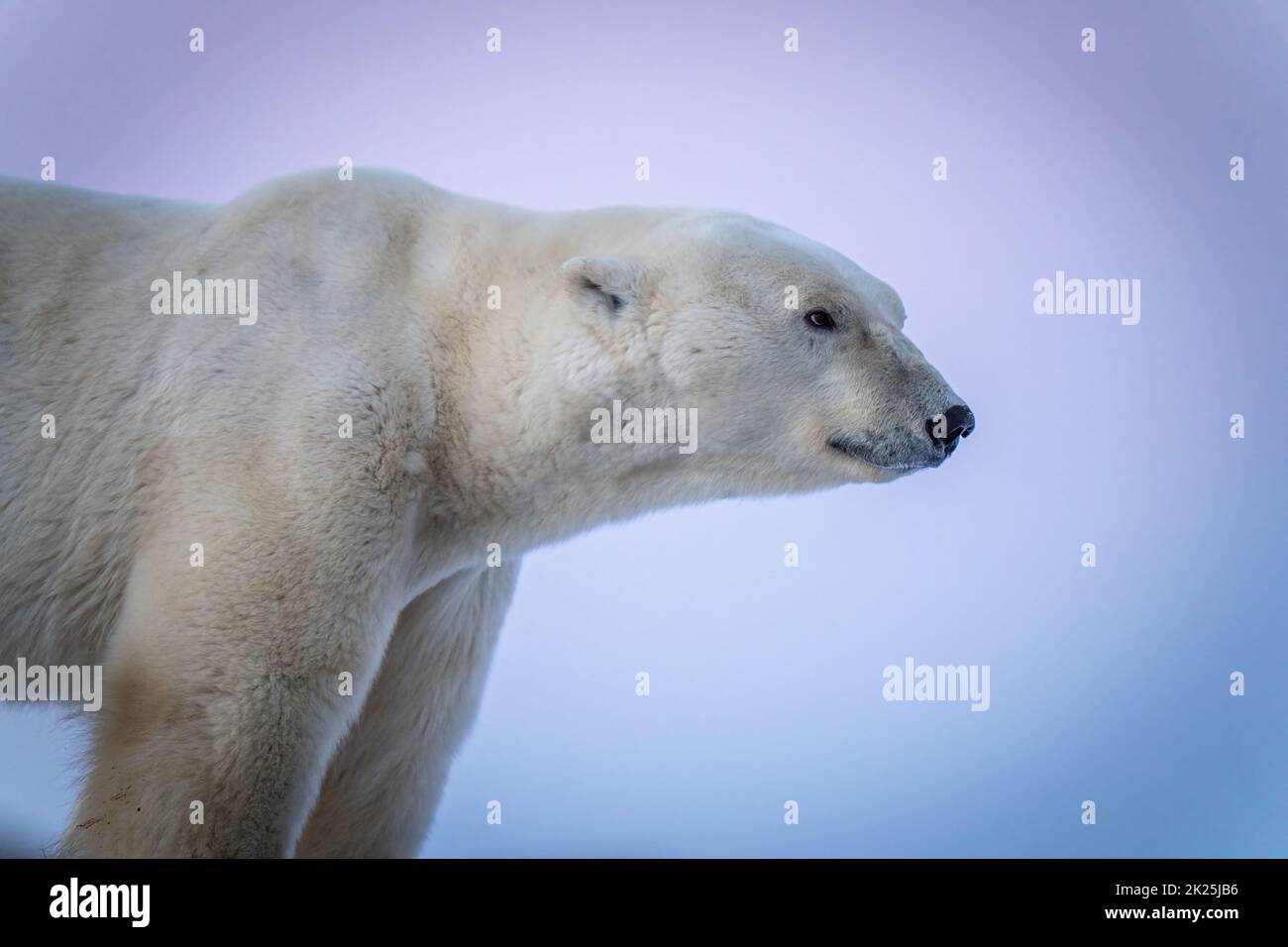 Nahaufnahme des Eisbären, der geradeaus starrt Stockfoto