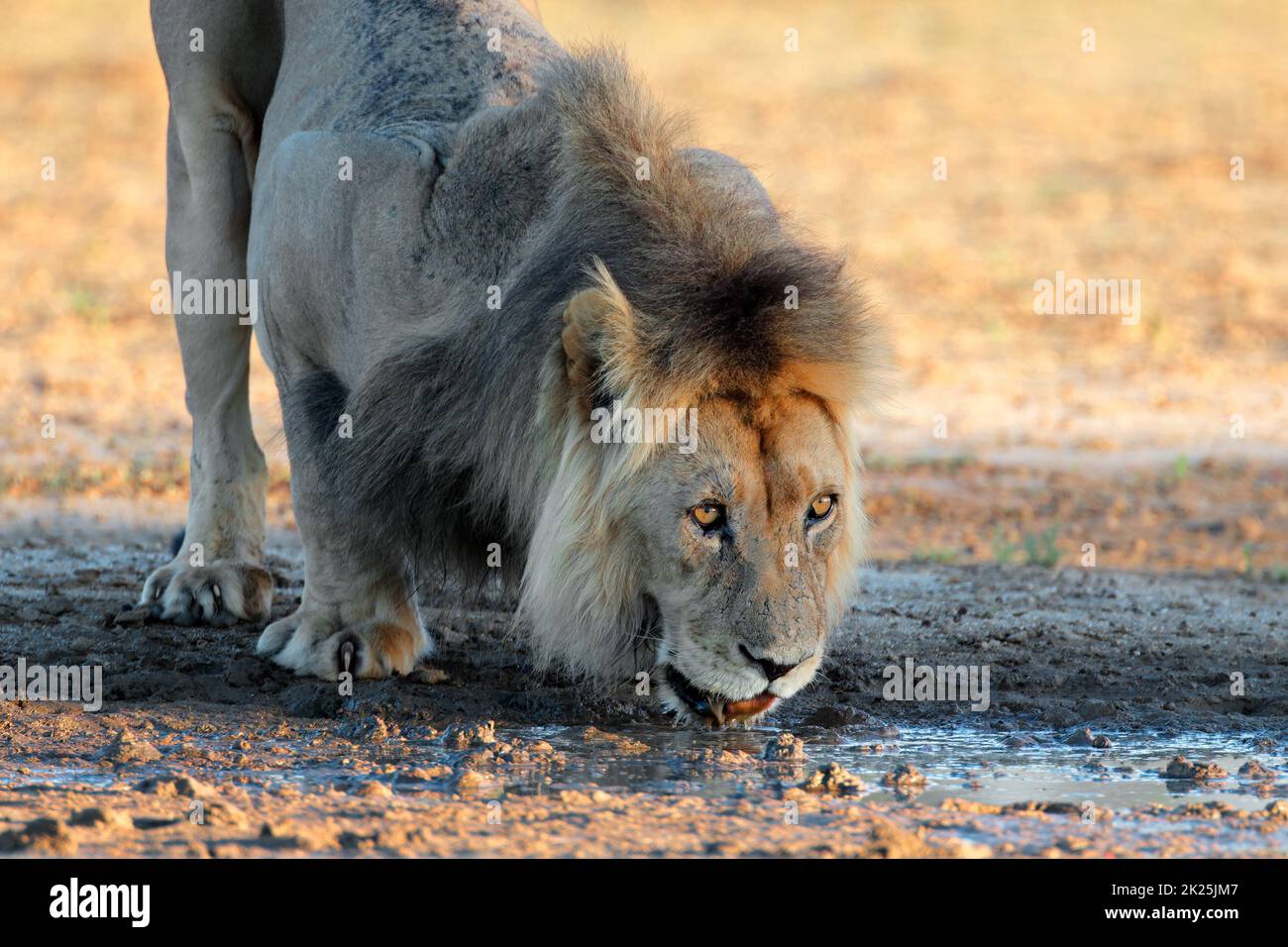 Männlicher afrikanischer Löwe trinkt Wasser Stockfoto