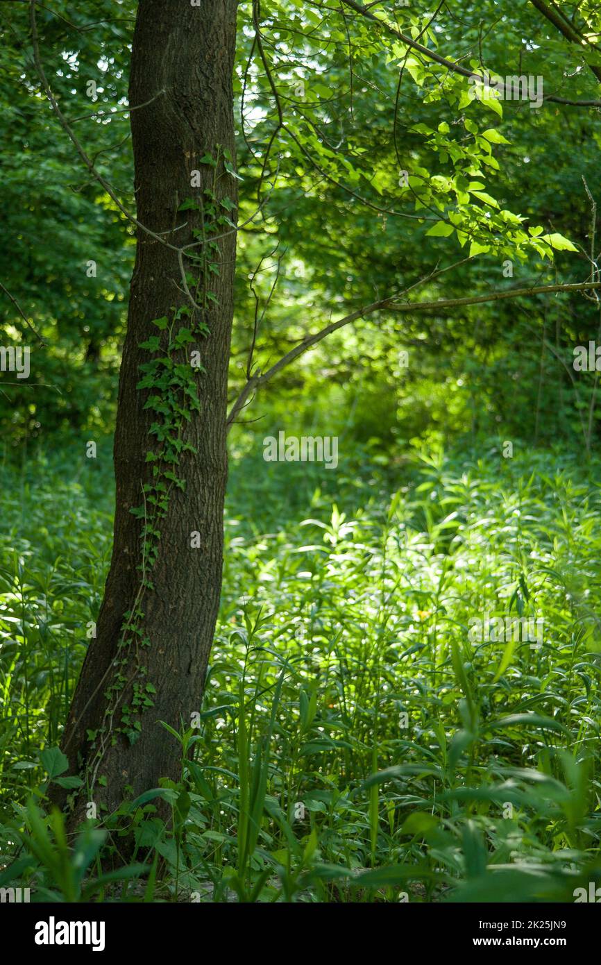 Vertikale Aufnahme eines Baumstamms in der Nähe eines hohen Grases Stockfoto