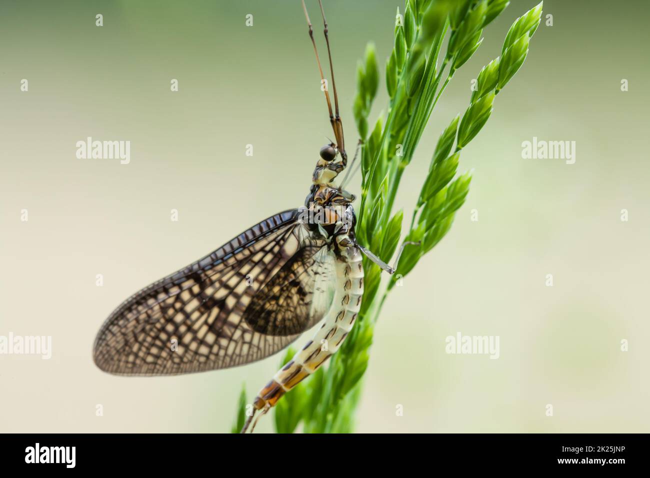 Nahaufnahme eines Schmetterlings, der auf einem Grün sitzt Anlage Stockfoto