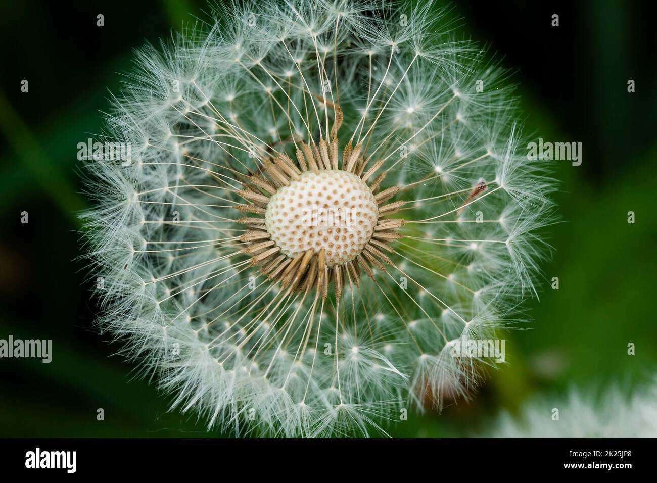 Nahaufnahme eines Löwenzahn unter dem Sonnenlicht Stockfoto