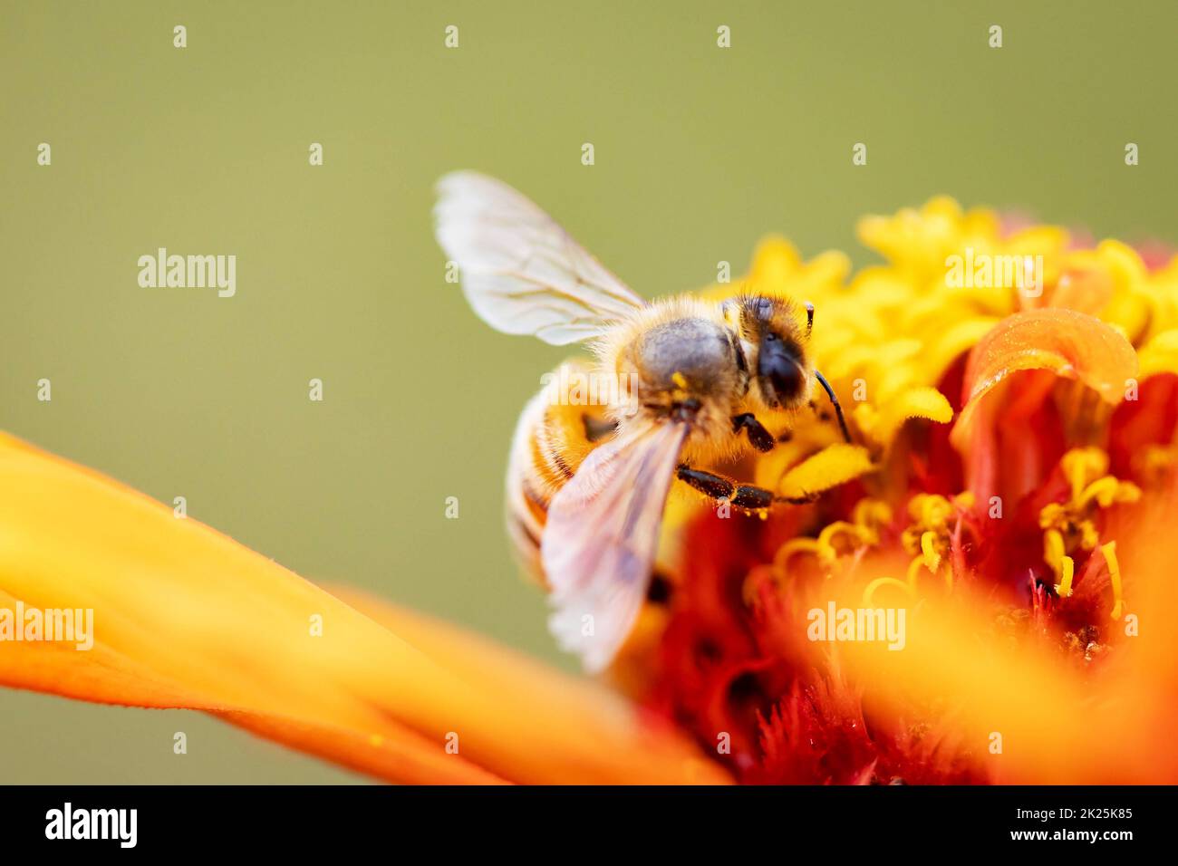 Nahaufnahme der Honigbiene, die Nektar auf dem orangen Zinnia-Blütenmakro sammelt Stockfoto
