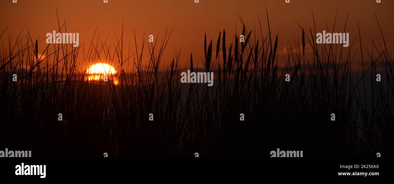 Fast untergehende Sonne Sonnenuntergang auf Dünenhintergrundgras auf der ostsee Stockfoto