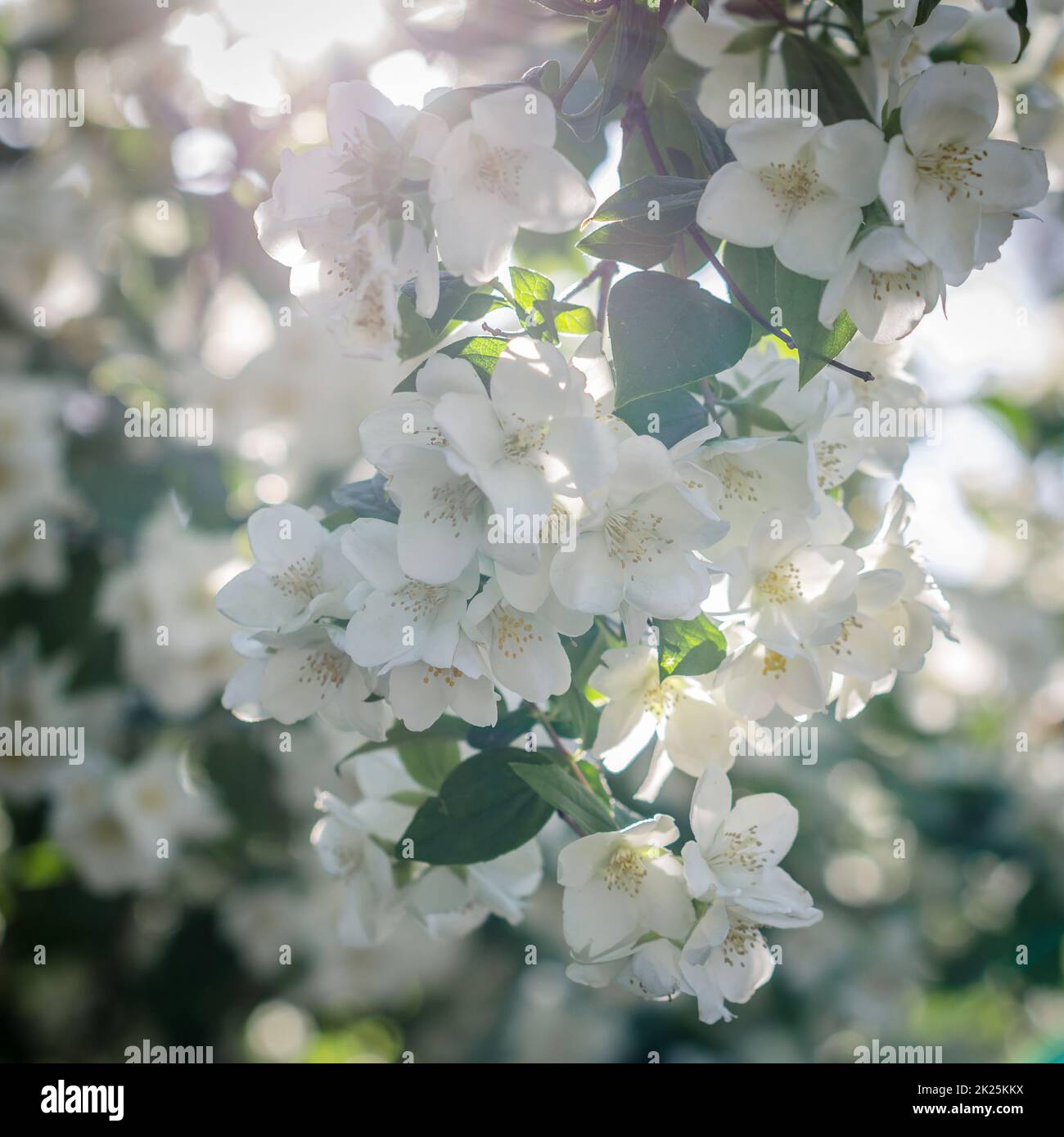 Duftende weiße Blumen in blühender Sommerlandschaft Stockfoto