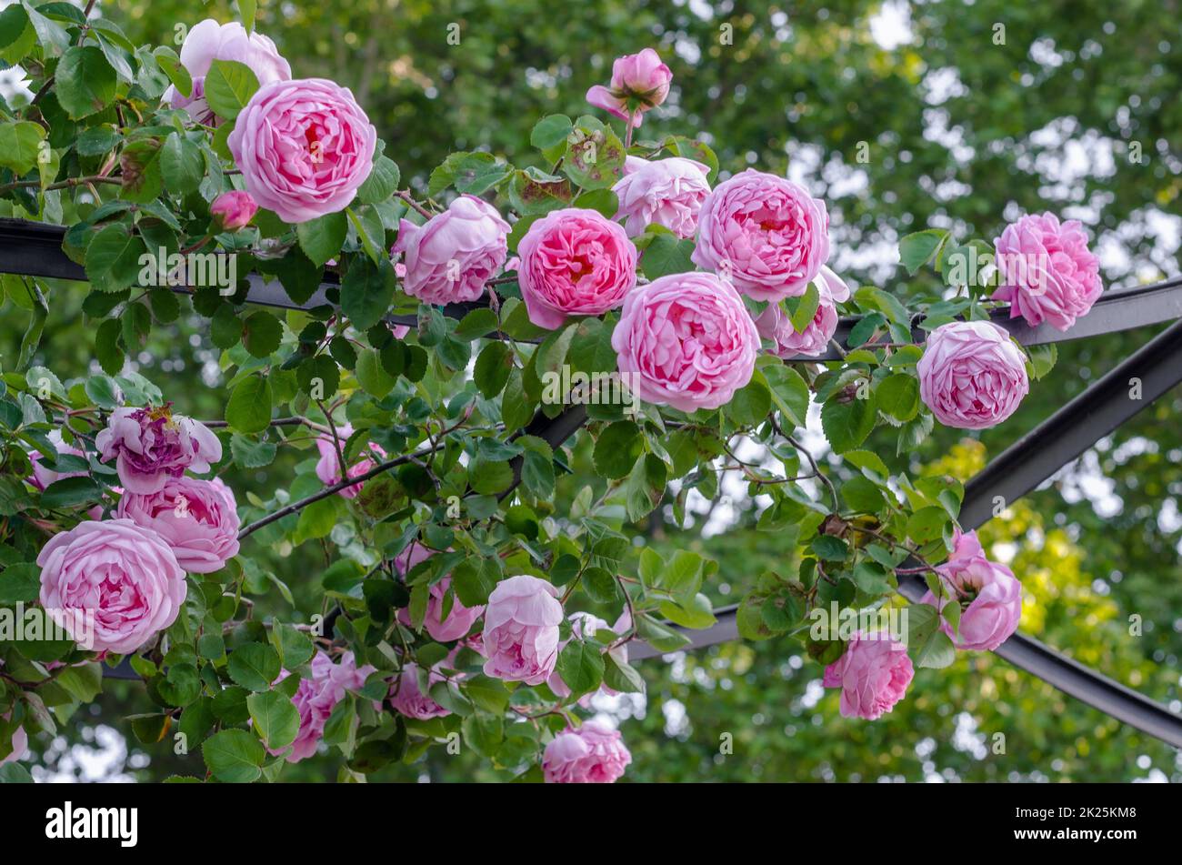 Rosa Rosen in Blüte Stockfoto
