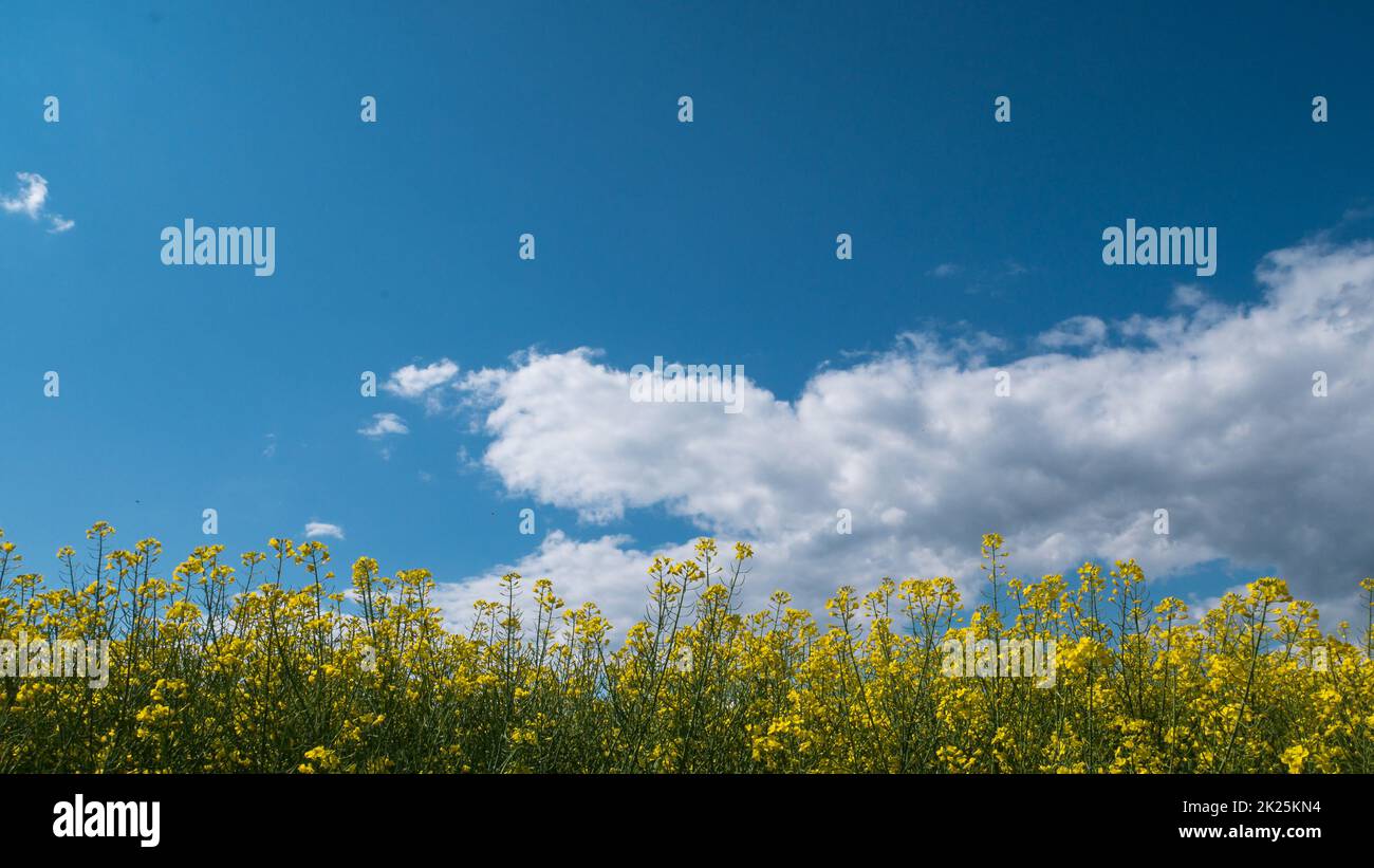 Großes Feld mit gelben Blumen und einem wolkigen Himmel Stockfoto