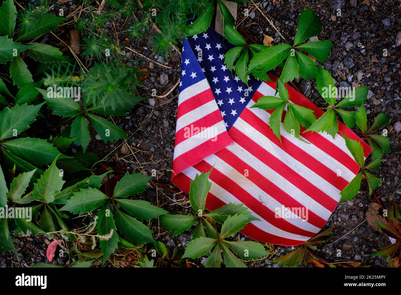 Verworfene amerikanische Flagge im Unkraut aufgegeben Respektlosigkeit Stockfoto