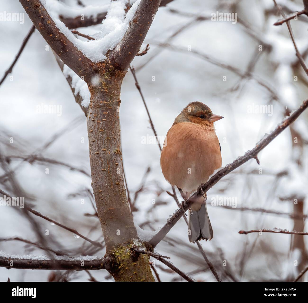 Männlicher Chaffinch-Vogel sitzt auf einem schneebedeckten Baum Stockfoto