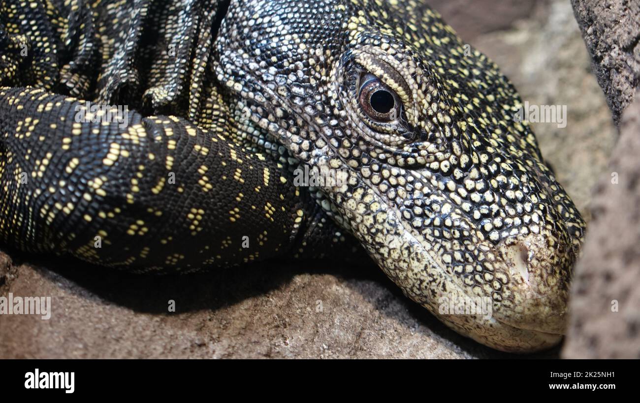 Detail des Leiters von varanus salvadorii Stockfoto