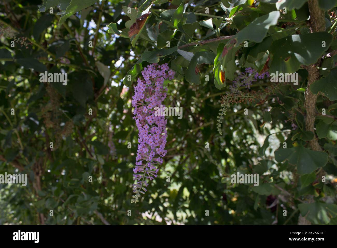 Buddleja officinalis im Park Stockfoto