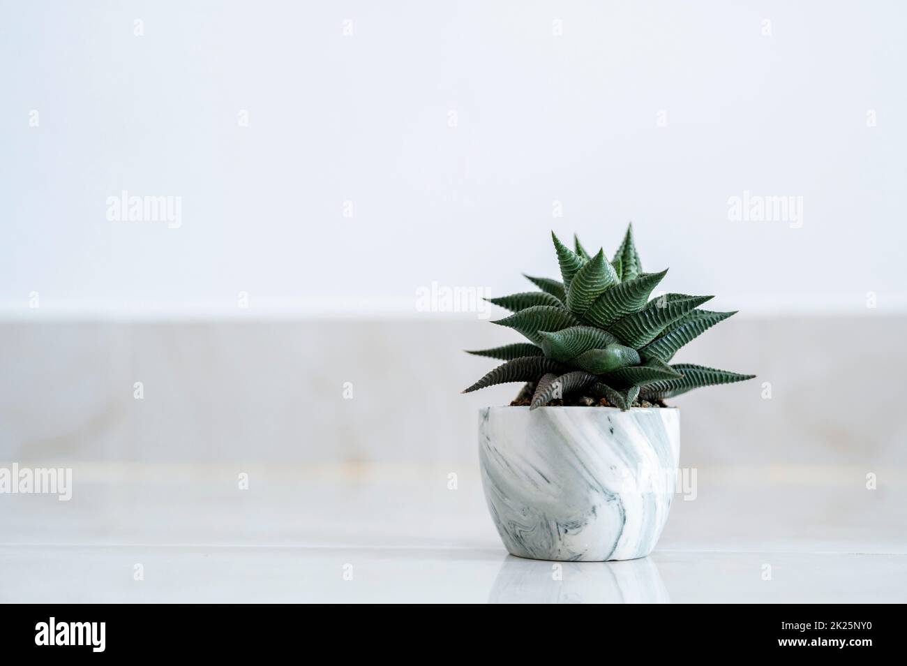 Haworthia limifolia Marloth Ein Baum, der zur Dekoration in einem Haus auf weißem Hintergrund verwendet wird Stockfoto