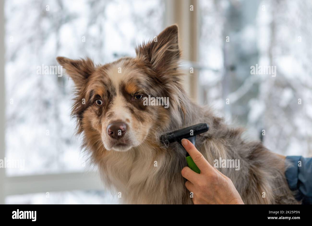 Border Collie wird von einem professionellen Bräutigam gepflegt. Stockfoto
