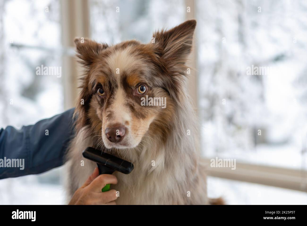 Grooming Border Collie von einem professionellen Groomer. Stockfoto