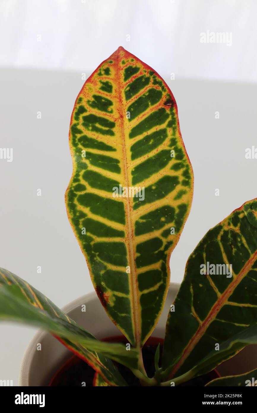 Die Blattspitze einer Croton-Pflanze mit mehreren Farben Stockfoto