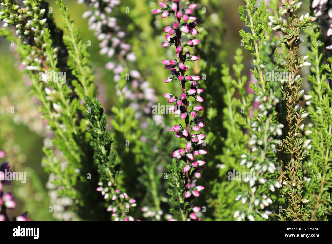 Zarte rosa und weiße Blütenknospen auf einer Heidekraut-Pflanze Stockfoto