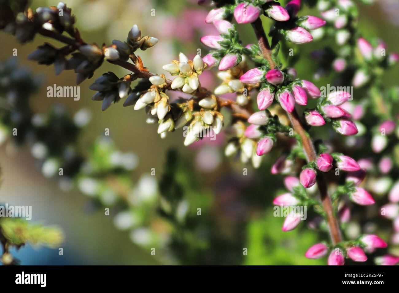 Zarte rosa und weiße Blütenknospen auf einer Heidekraut-Pflanze Stockfoto