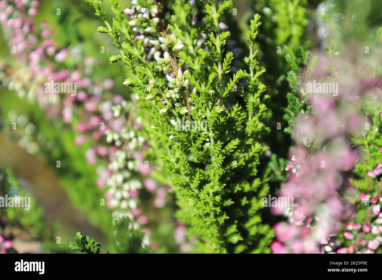 Zarte rosa und weiße Blütenknospen auf einer Heidekraut-Pflanze Stockfoto