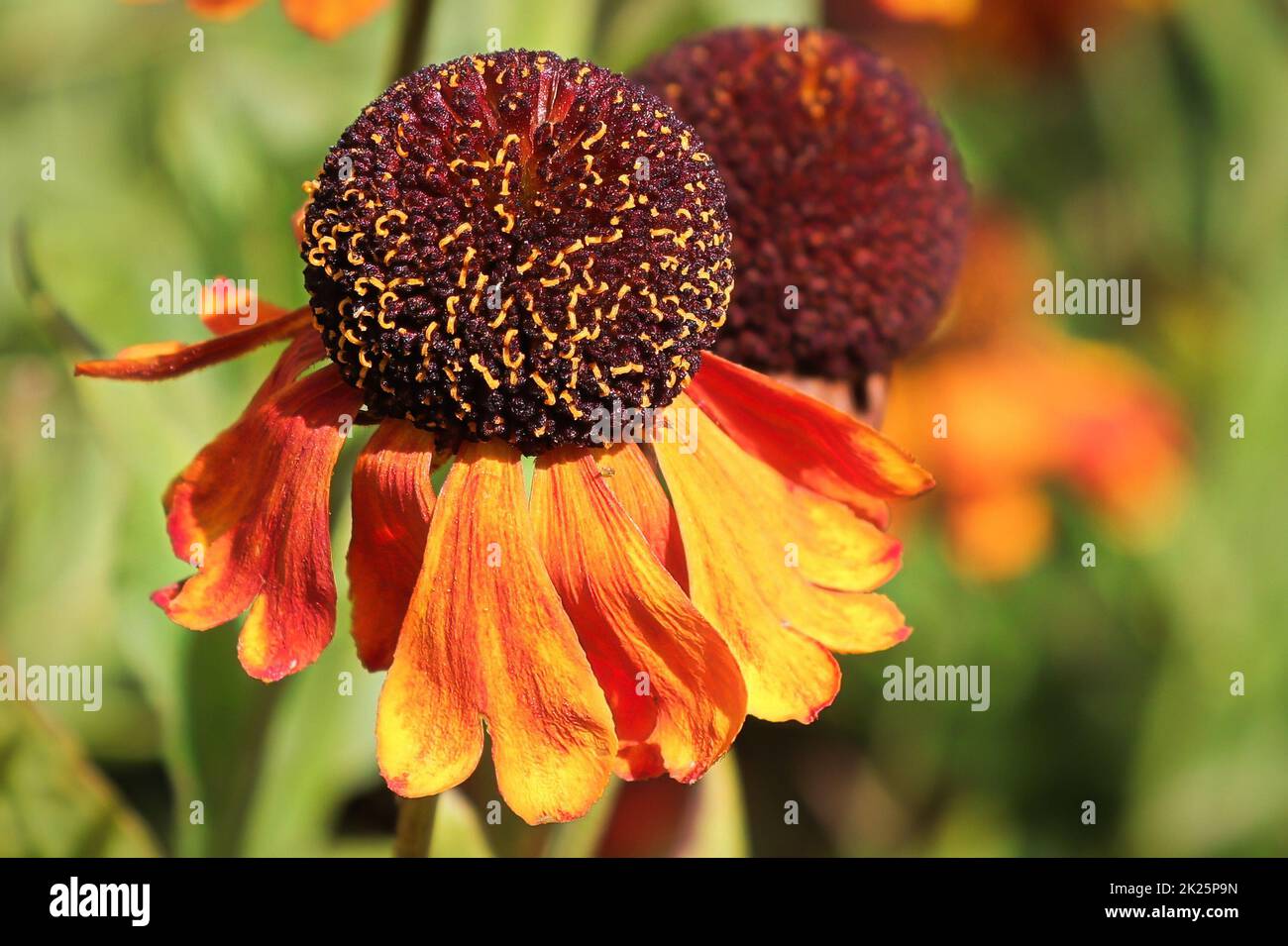 Makroansicht eines Kopfs der Helens-Blume Stockfoto