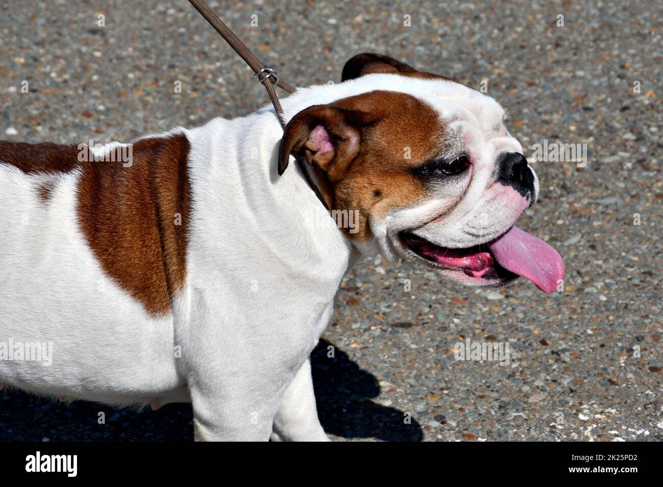 Englische Bulldogge (Bulldogge) auf einem Spaziergang Stockfoto