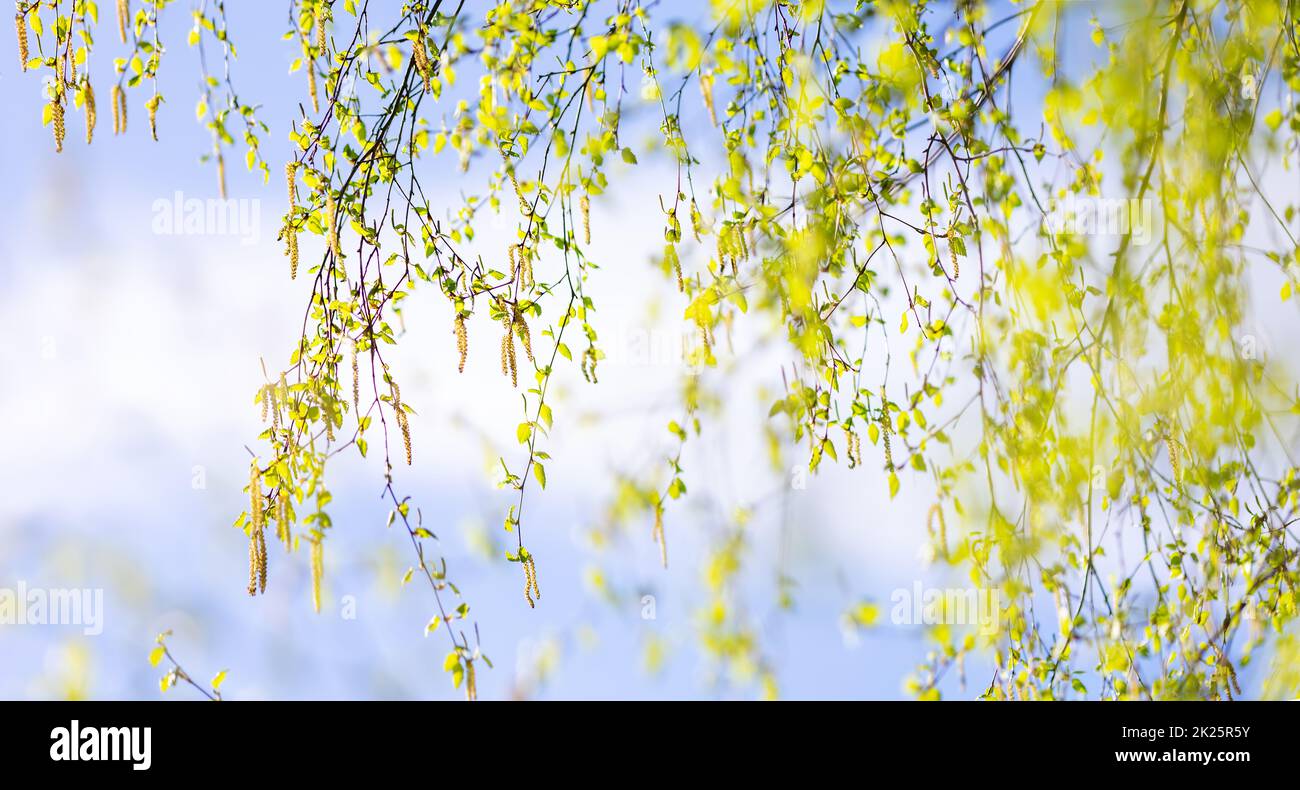 Neue birke Blätter auf grüne Feder Hintergrund Stockfoto