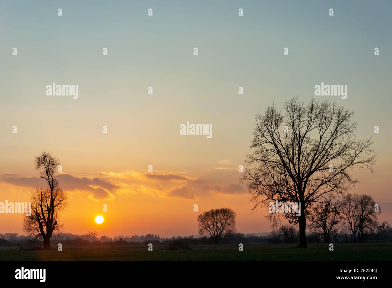 Schwarze Silhouetten von Bäumen während des Sonnenuntergangs sichtbar Stockfoto