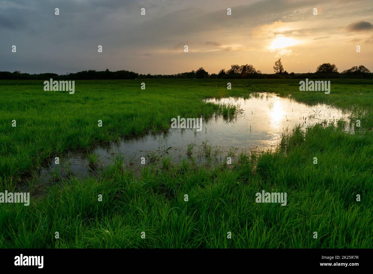 Nasse grüne Wiese und Abenduntergang, Nowiny, Polen Stockfoto