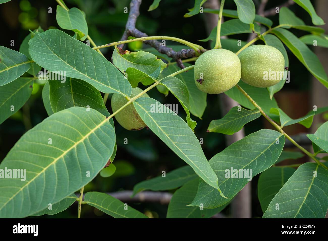 Unreife Walnüsse - juglans regia - im Fruchtmantel auf dem Baum vor der Ernte im Herbst Stockfoto
