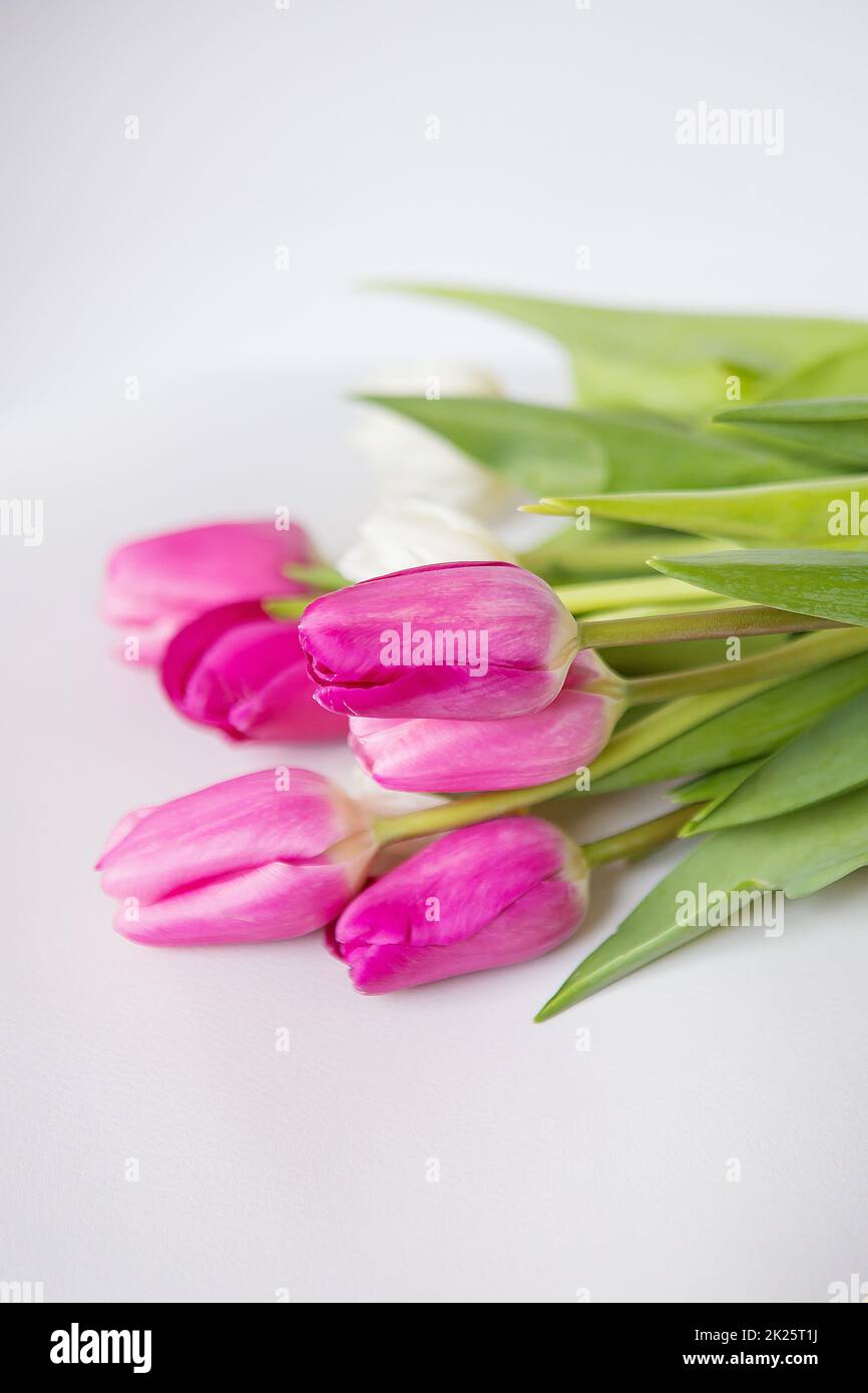 Wunderschönes Frühlingsbouquet mit pinkfarbenen und weißen Tulpen auf weißem Hintergrund. Postkarte für die Feiertage. Stockfoto