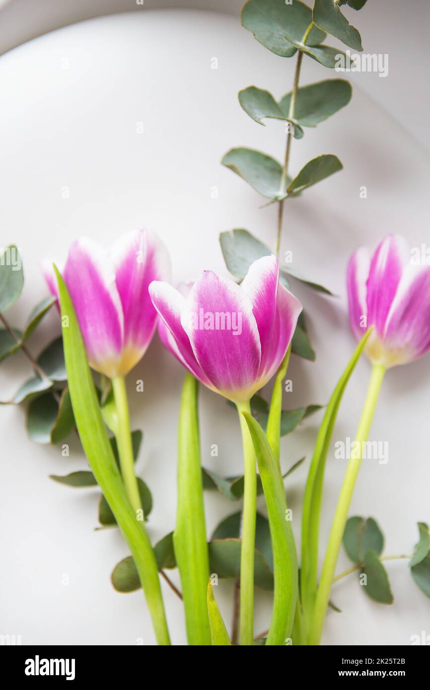 Wunderschöne lila Tulpe mit Eukalyptus auf einem weißen Stuhl. Frühlingsstimmung. Postkarte für März 8. Stockfoto