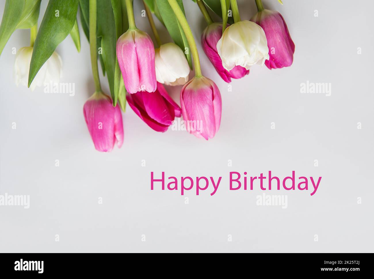 Herzlichen Glückwunsch zum Geburtstag. Wunderschönes Frühlingsbouquet mit pinkfarbenen und weißen Tulpen auf weißem Hintergrund. Postkarte fertig. Stockfoto