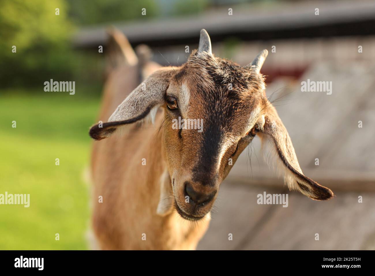 Junge Braune Ziege Kind in die Kamera schaut, Detail auf dem Kopf. Stockfoto