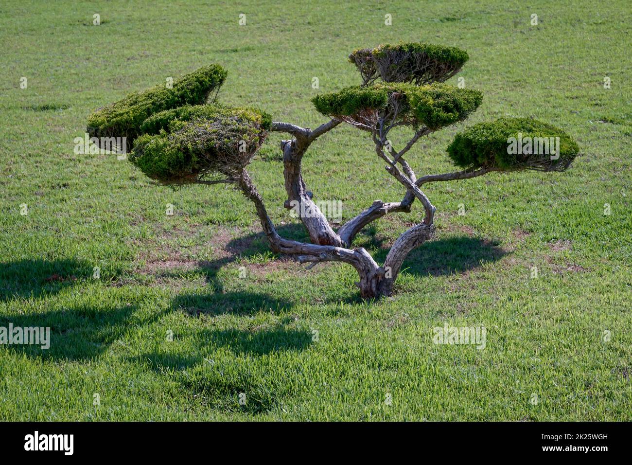 Ein Koniferenholz, wie ein Bonsai auf einem Rasen geschnitten. Stockfoto