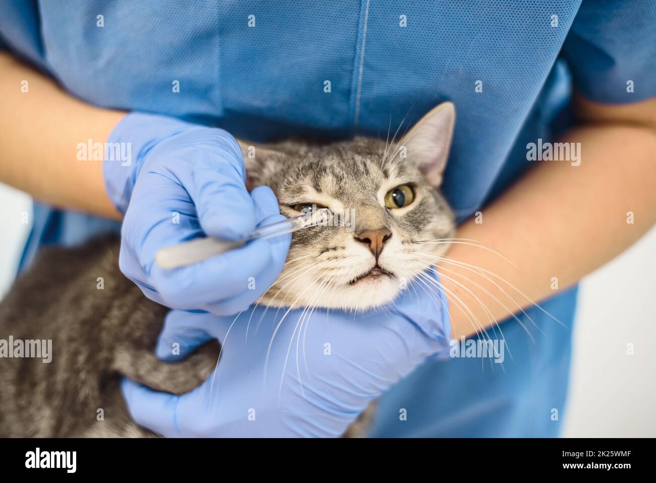 Tierarzt Arzt verwendet Augentropfen, um eine Katze zu behandeln Stockfoto