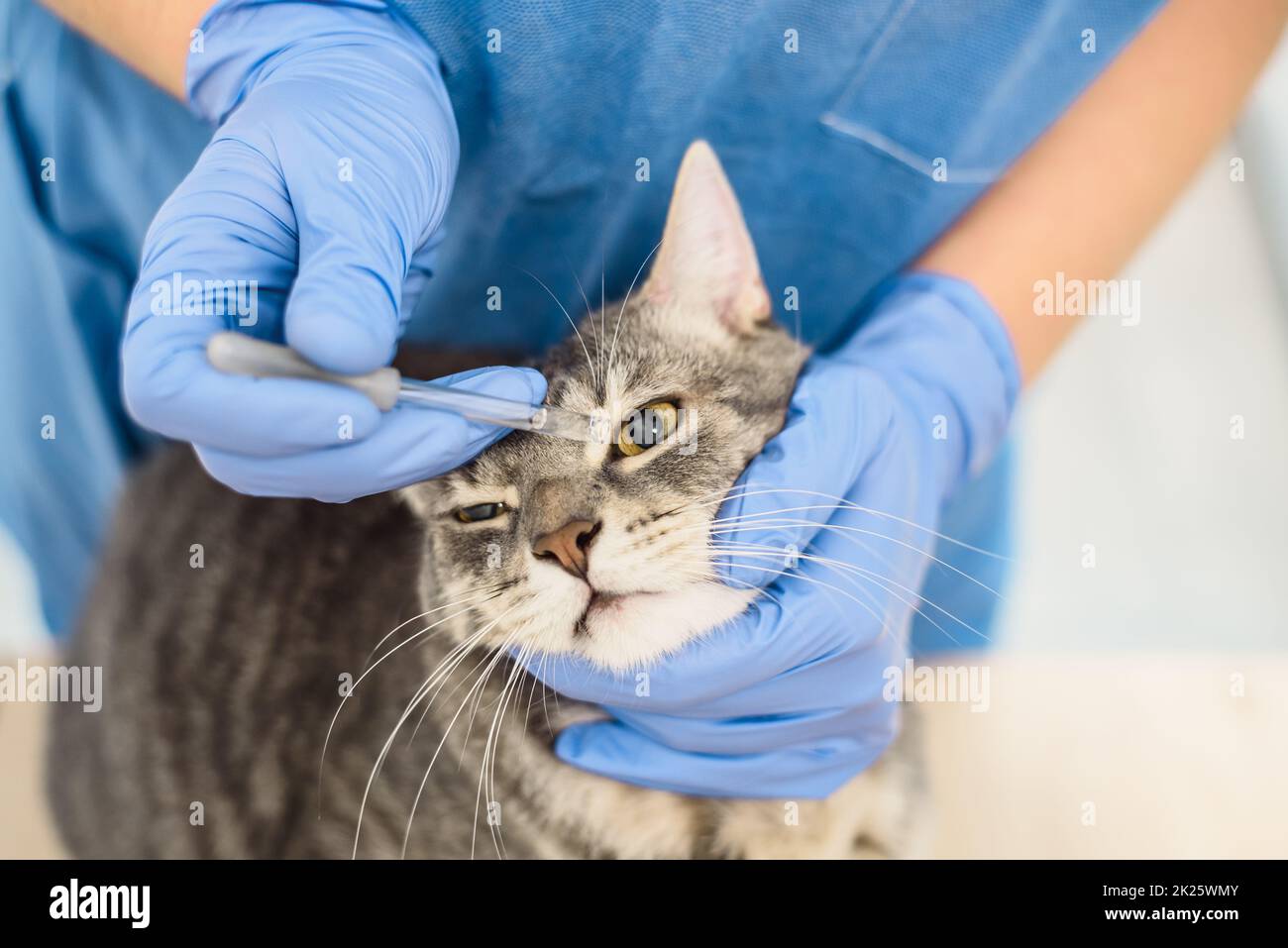 Tierarzt Arzt verwendet Augentropfen, um eine Katze zu behandeln Stockfoto