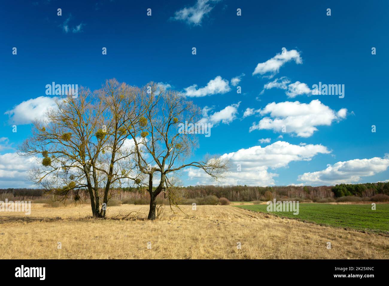 Große Bäume wachsen auf dem Feld und der blaue Himmel Stockfoto