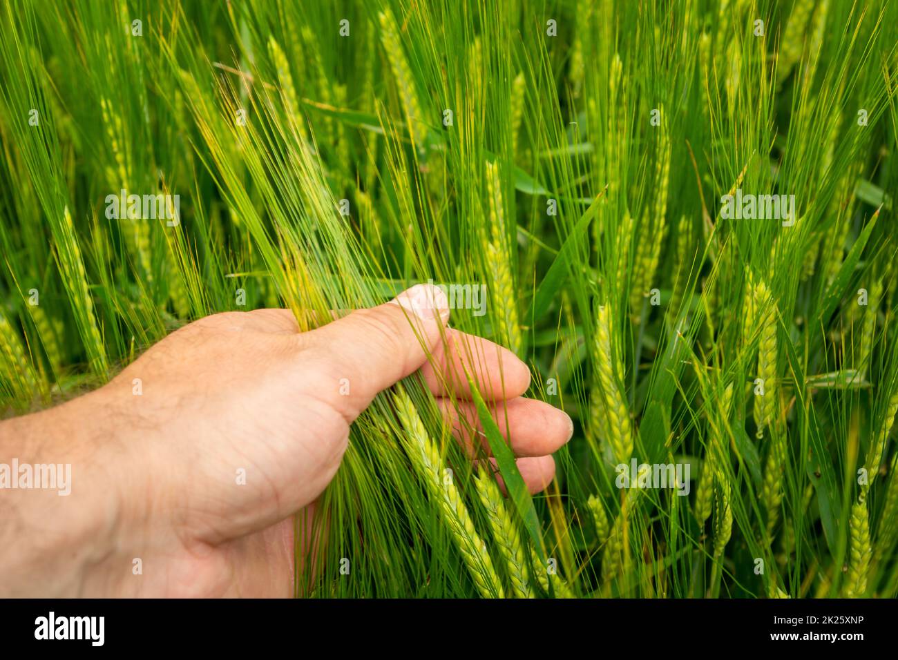 Gerstenohren in einer männlichen Hand Stockfoto