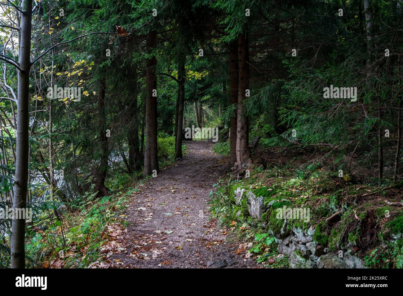 Waldweg im Wald im Spätherbst. Stockfoto
