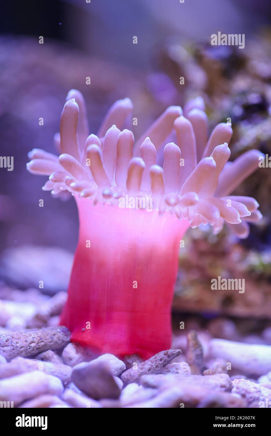 Eine schöne Kupferanemone in einem Meeresaquarium. Stockfoto