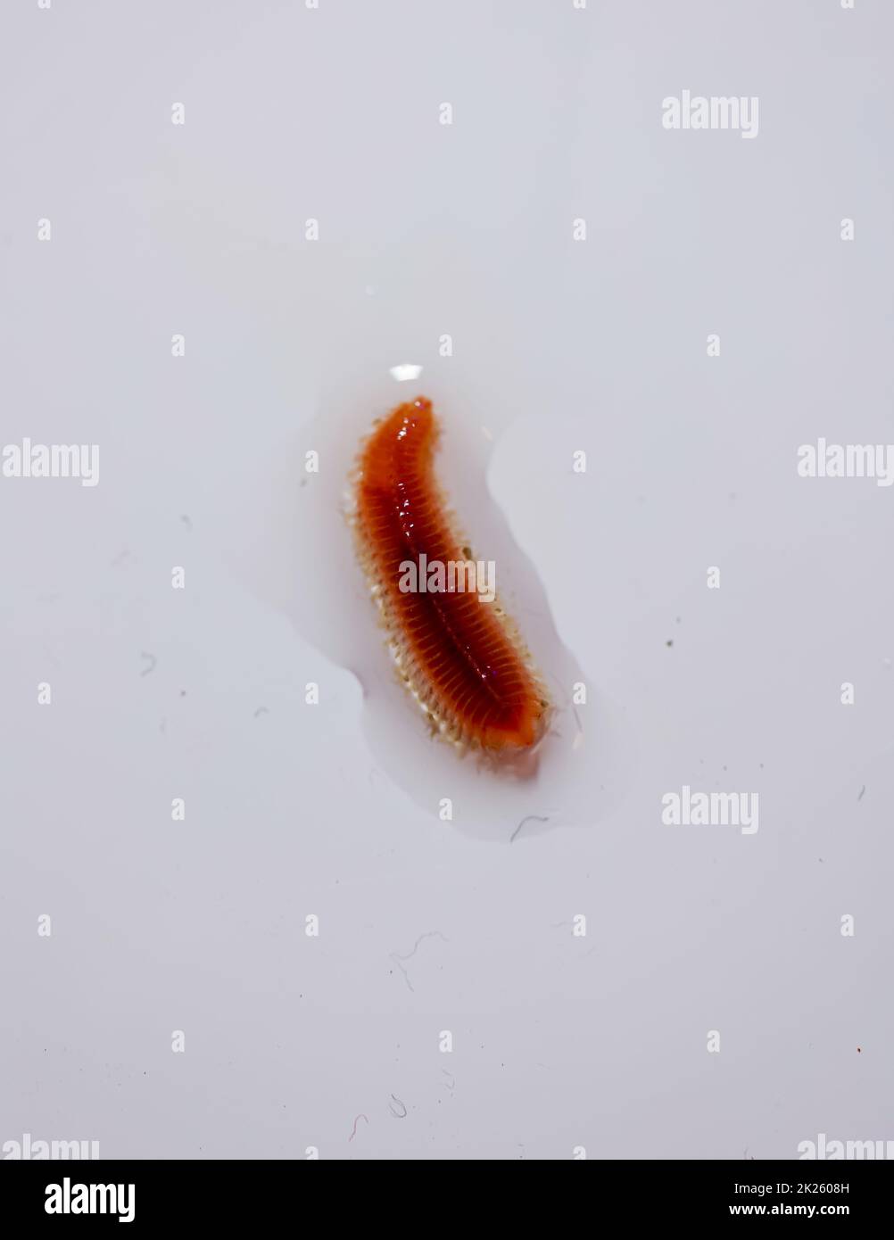 Nahaufnahme eines Borstenwurms, Vielborster (Polychaeta). Stockfoto