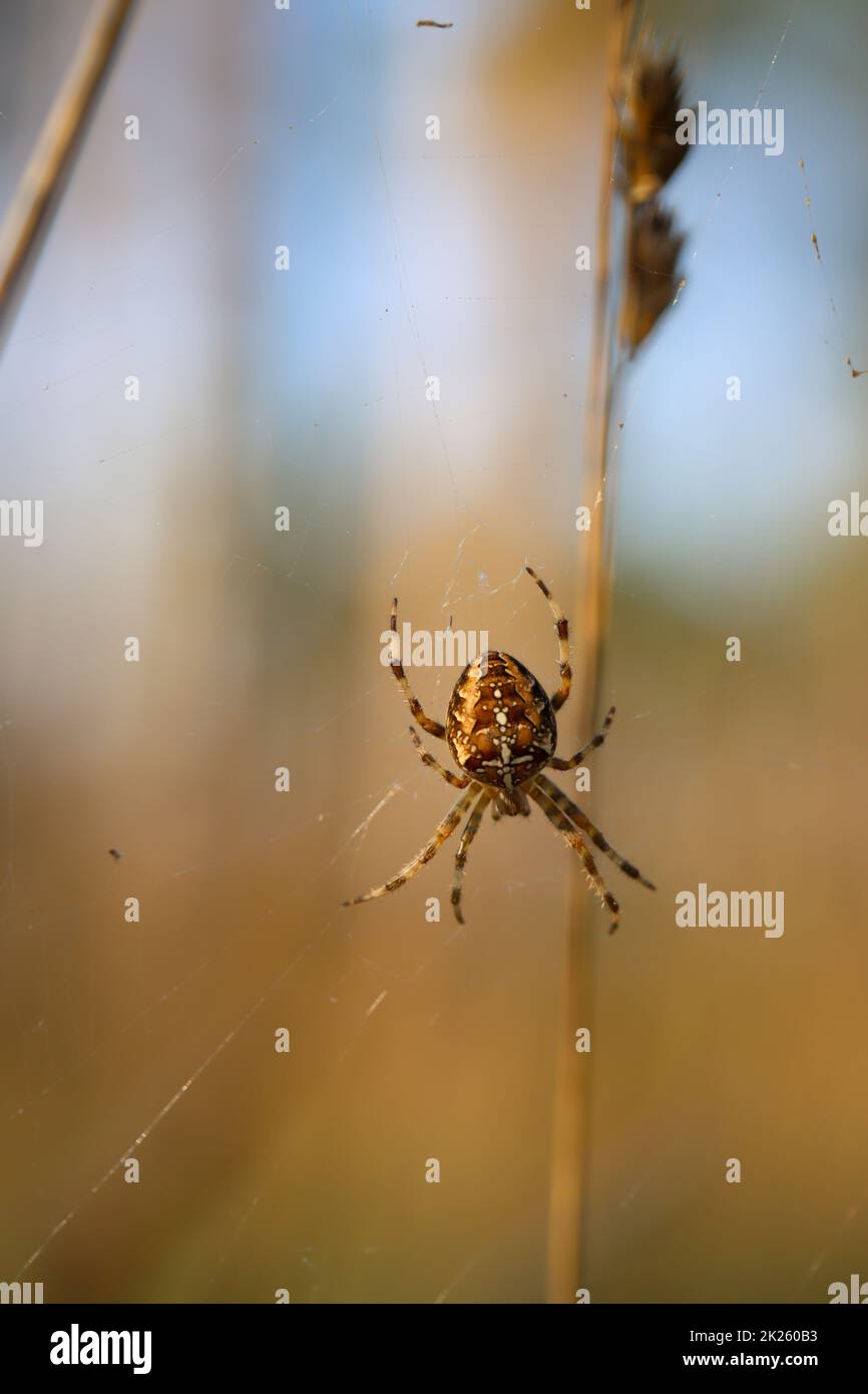 Eine Kreuzspinne in ihrem Netz. Porträt einer Gartenkreuzspinne. Stockfoto