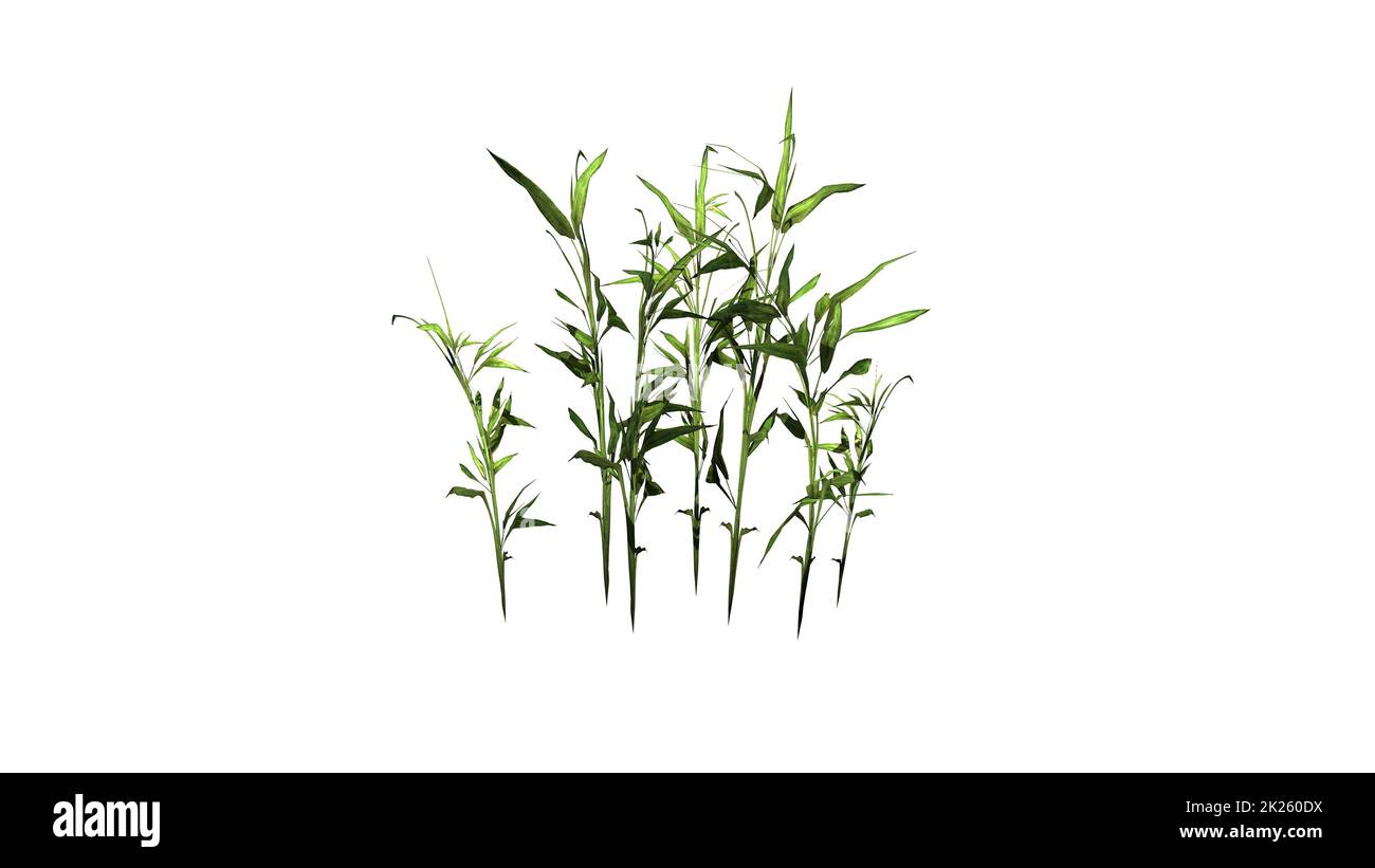 Wechsel der Zuckerrohrpflanze mit Schatten auf dem Boden – isoliert auf weißem Hintergrund Stockfoto