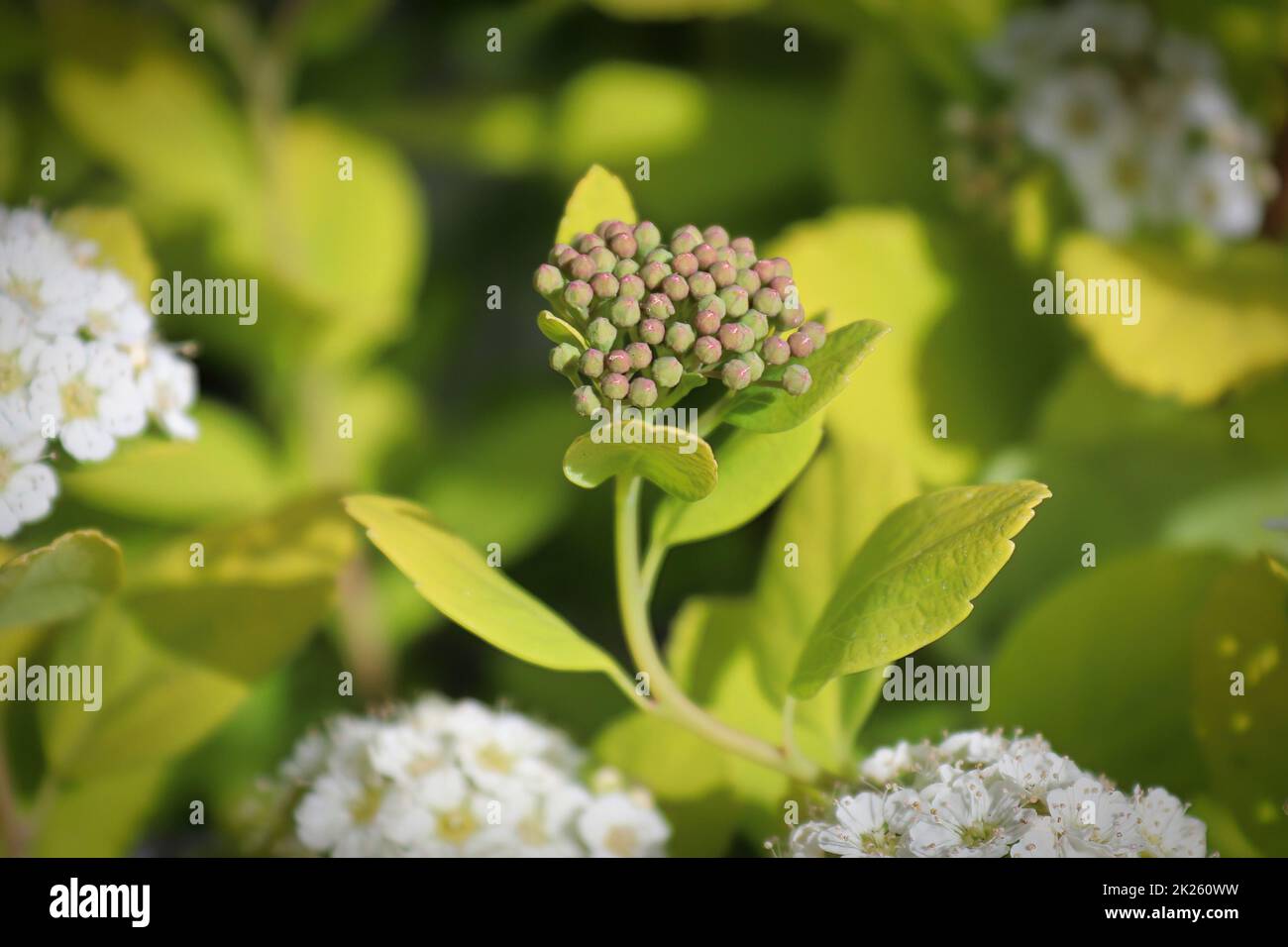 Weiße Blütentrauben auf einem Birkchenblatt-Spirea Stockfoto