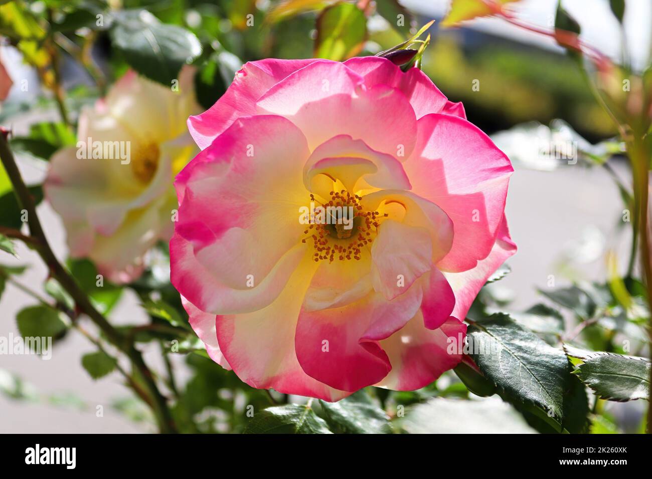 Im Sommer blüht eine bunte Rose Stockfoto