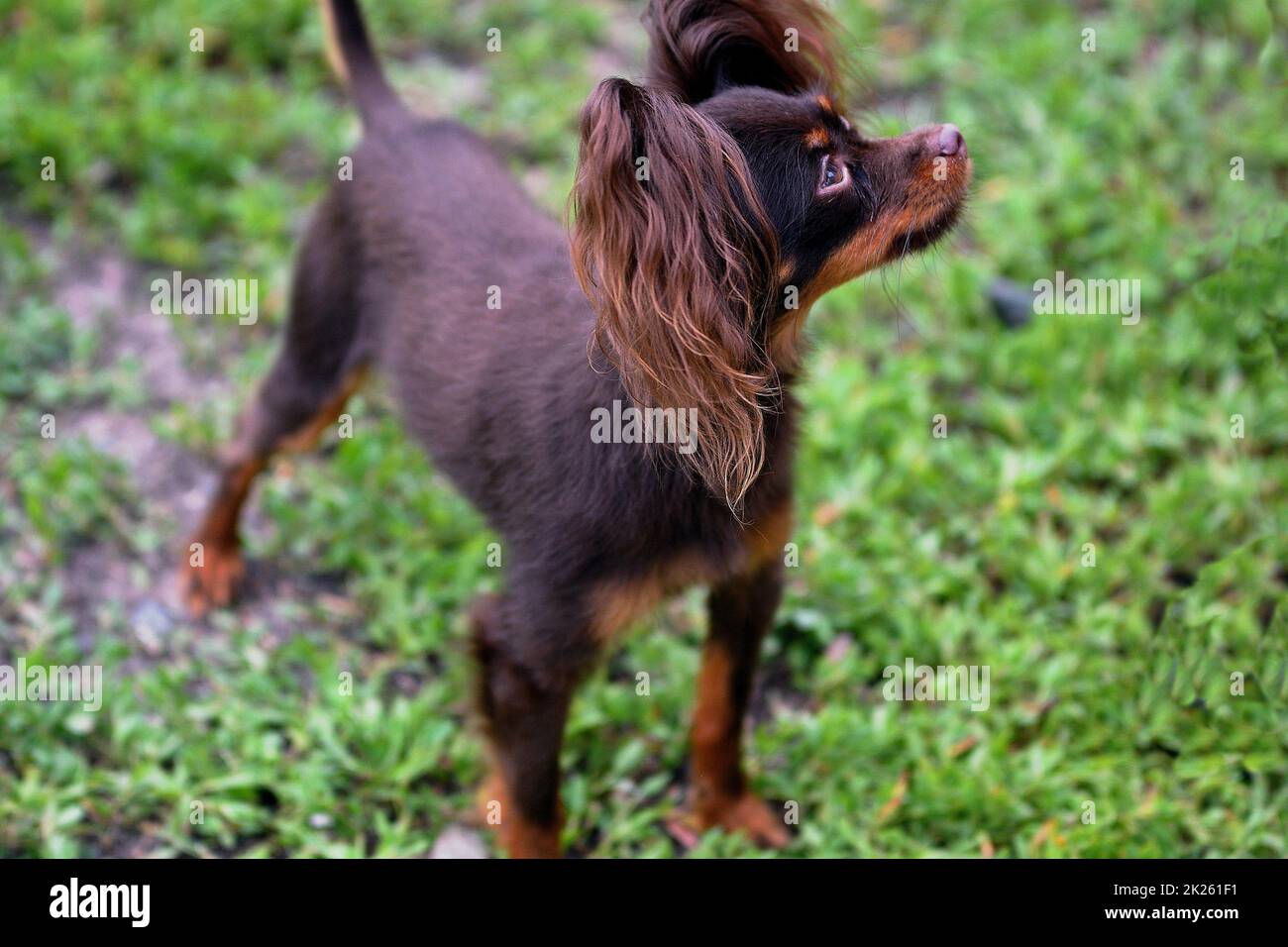 Hund der Rasse Russisches Spielzeug Stockfoto